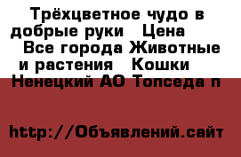 Трёхцветное чудо в добрые руки › Цена ­ 100 - Все города Животные и растения » Кошки   . Ненецкий АО,Топседа п.